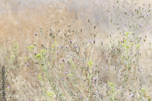 grass in the field