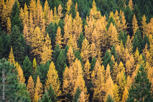 Autumn Larch Forest photo