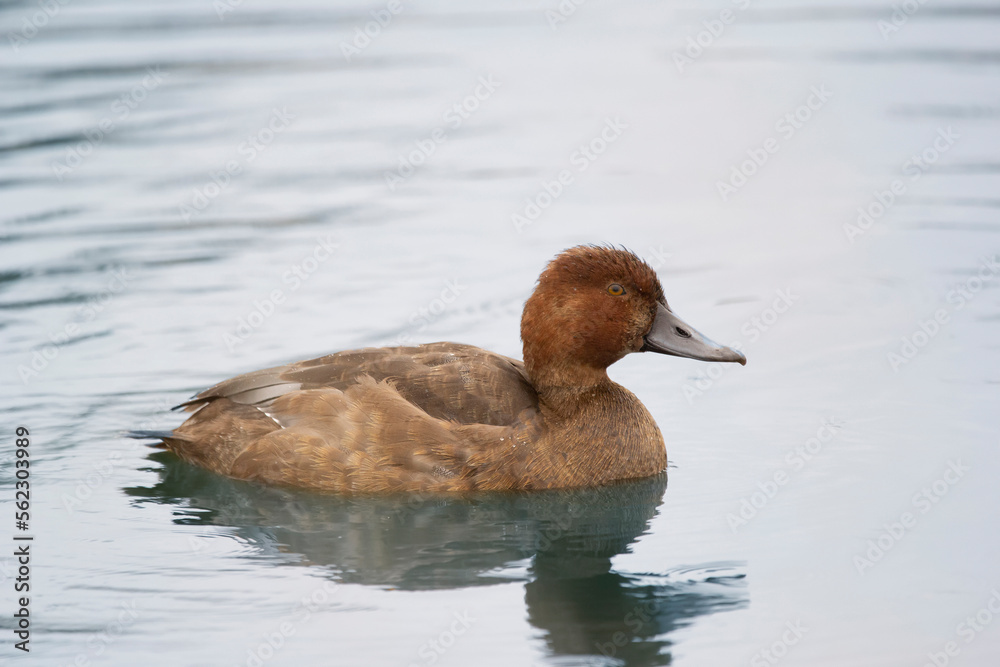 Female redhead duck swimming in the lake in autumn. Female redhead duck swimming in the lake in autumn.