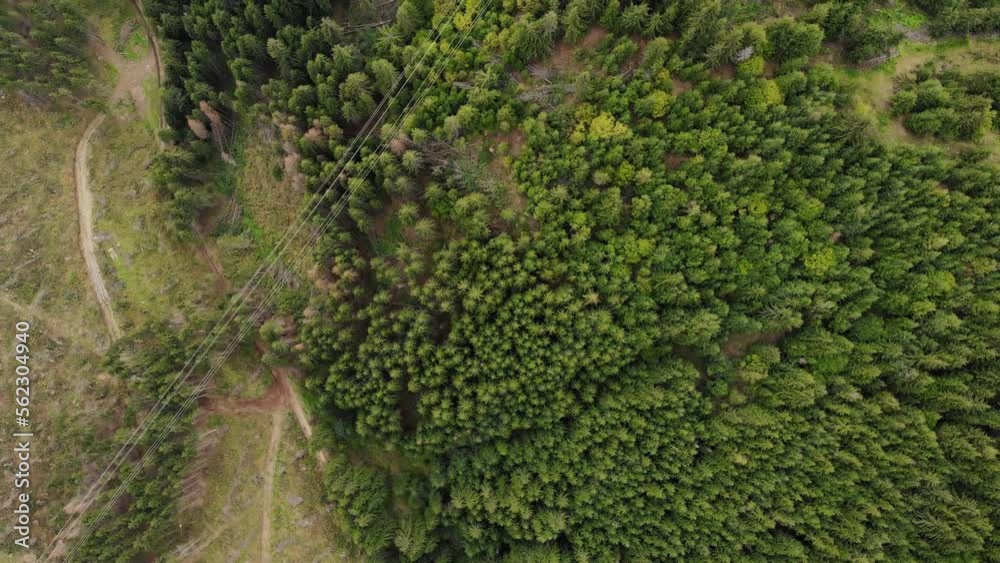 Aerial Drone View Of A Coniferous Forest With Mountain Hike Trail.