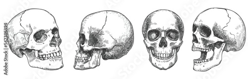 human skull isolated on black