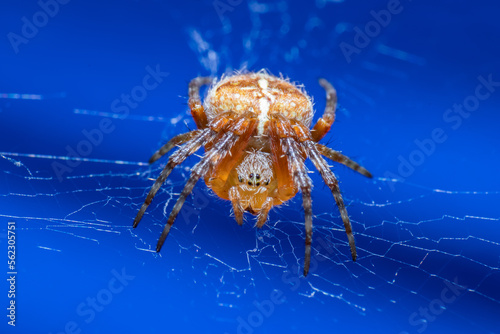 spider on the sea