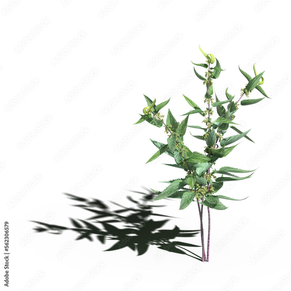 wild field grass with a shadow under it, isolated on white background, 3D illustration, cg render wild field grass with a shadow under it, isolated on white background, 3D illustration, cg render