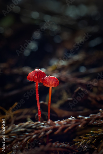 Ruby Bonnet (Cruentomycena viscidocruenta), tiny bright red mushrooms found in the forest floor in Auckland.  Vertical format. photo