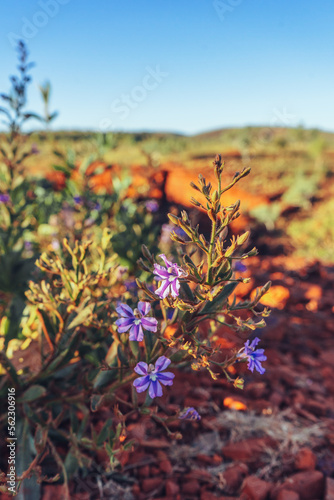 Wildflowers in Karijini National Park in Western Australia photo