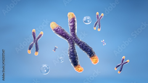 Telomere chromosome with bubble floating on blue background for science and anti aging technology. 3D rendering. photo