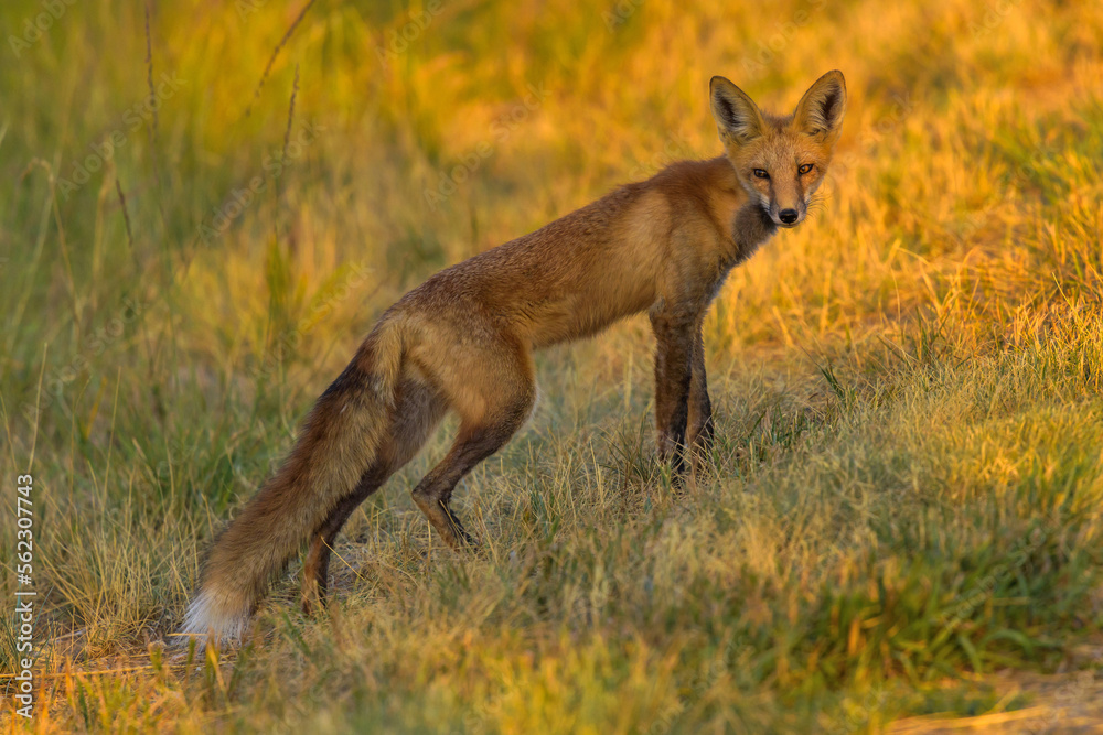 Red Fox - A young Red Fox hunting in a mountain meadow on a golden Autumn evening. North Table Mountain, Denver-Golden-Arvada, Colorado, USA. Red Fox - A young Red Fox hunting in a mountain meadow on a golden Autumn evening. North Table Mountain, Denver-Golden-Arvada, Colorado, USA.