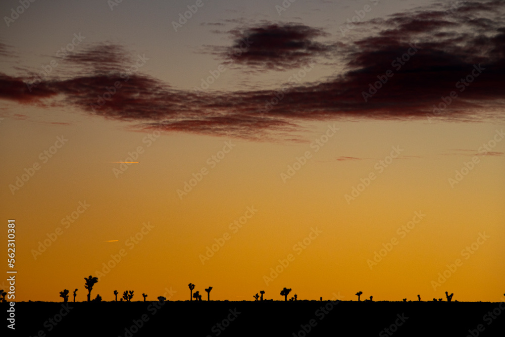 Nevada desert sunset cactus