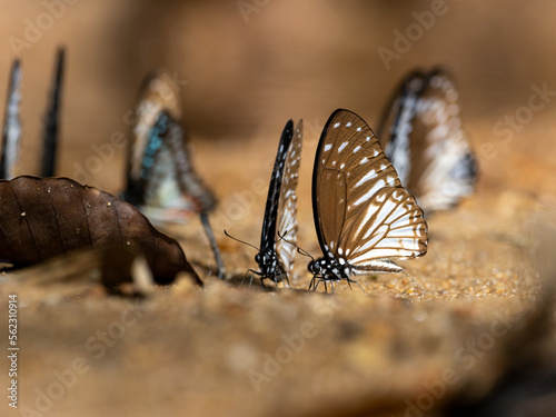 beautiful butterflies feeding on the ground in nature,Thailand