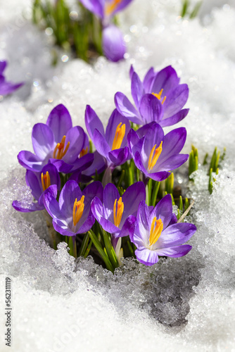Spring crocus in the snow, lit by the sun © 02irina