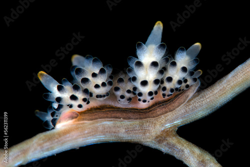 A tiny nudibranch (sea slug) - Doto. Underwater macro life of Tulamben, Bali, Indonesia.