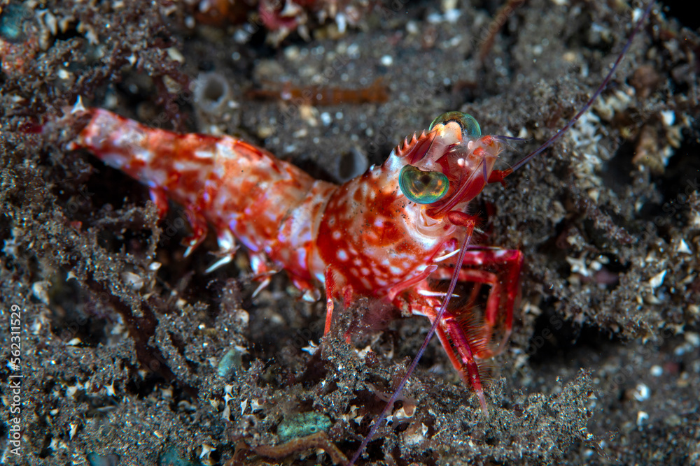 A small shrimp on the sea bottom at night. Underwater macro life of Tulamben, Bali, Indonesia.
