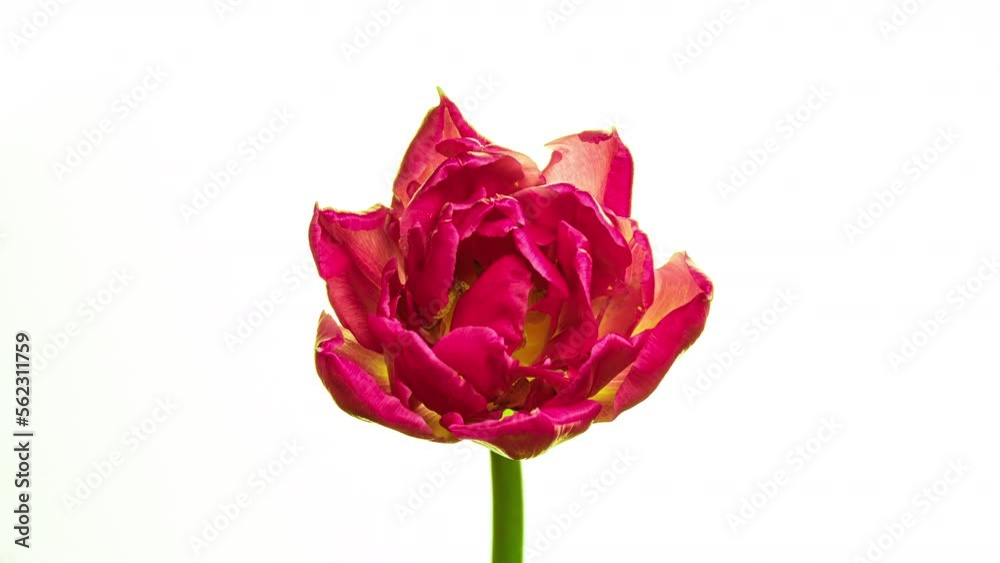 Timelapse of red tulip flower blooming on white background. Easter, spring, valentine's day, holidays concept. Blooming Tulips flower open, time lapse, close-up. Wedding backdrop Timelapse of red tulip flower blooming on white background. Easter, spring, valentine's day, holidays concept. Blooming Tulips flower open, time lapse, close-up. Wedding backdrop