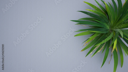 Narcissus leaves on a white background