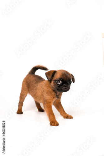 Brussels Griffon or petit brabanson puppy standing in side view and looking. Red Dog puppy Isolated on white background.  photo