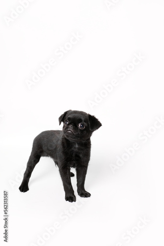 Fototapeta Naklejka Na Ścianę i Meble -  Portrait of black cute pet pug-dog of breed Petit Brabancon or Belgian  Griffon. Puppy standing in side view and looking. Black Dog puppy Isolated on white background. 