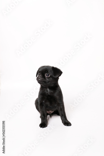 Portrait of black cute pet pug-dog of breed Petit Brabancon or Belgian Griffon. Puppy standing in side view and looking. Black Dog puppy Isolated on white background. 