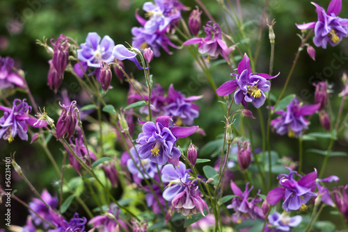 Flowering Purple flowers with a white center  Columbine  Aquilegia vulgaris  Orlyk  in spring. Garden plants