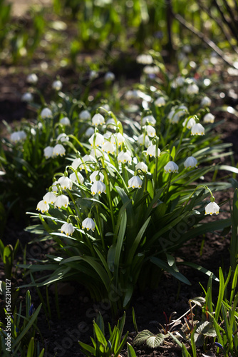 Leucojum Vernum - early spring snowflake flowers in the forest. Blurred background  spring concept