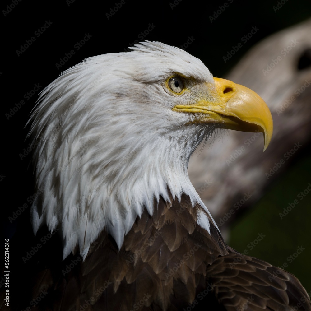 Obraz premium american bald eagle