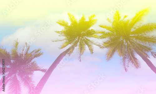  The holiday of Summer with colorful theme as palm trees background as texture frame background © SASITHORN