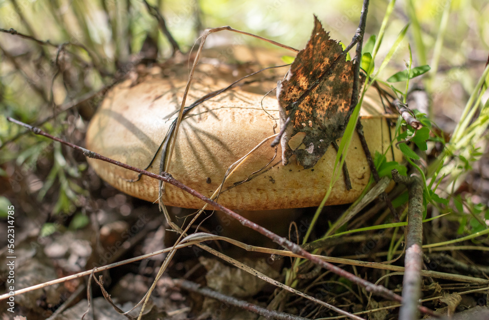 An edible mushroom grows in the grass in the forest. An edible mushroom grows in the grass in the forest.