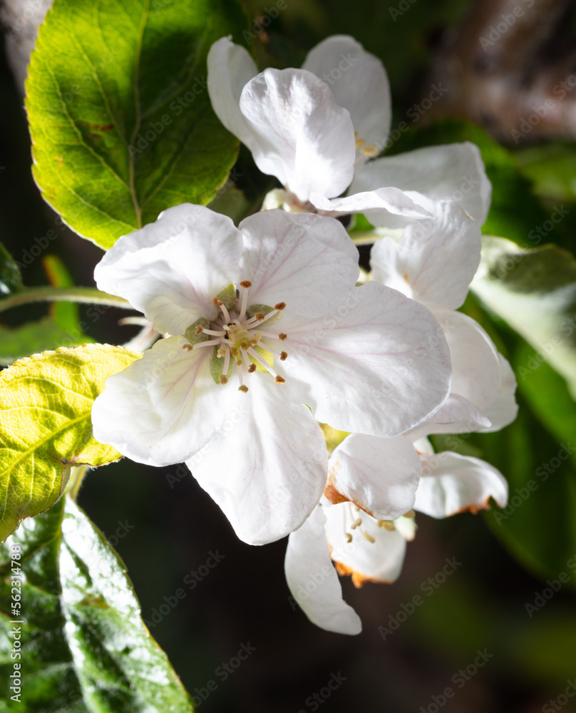 Flowers on the branches of an apple tree in spring.