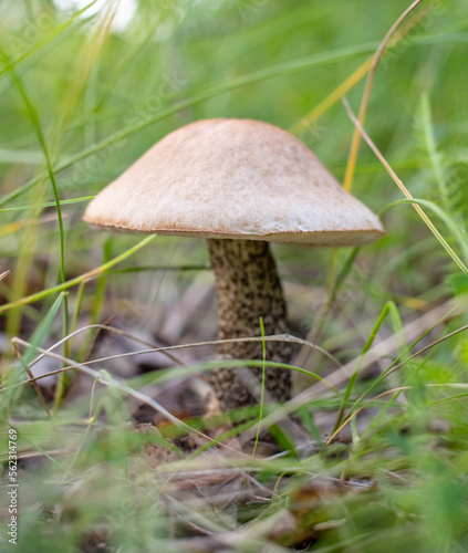 Edible mushroom boletus grows in the grass in the forest.