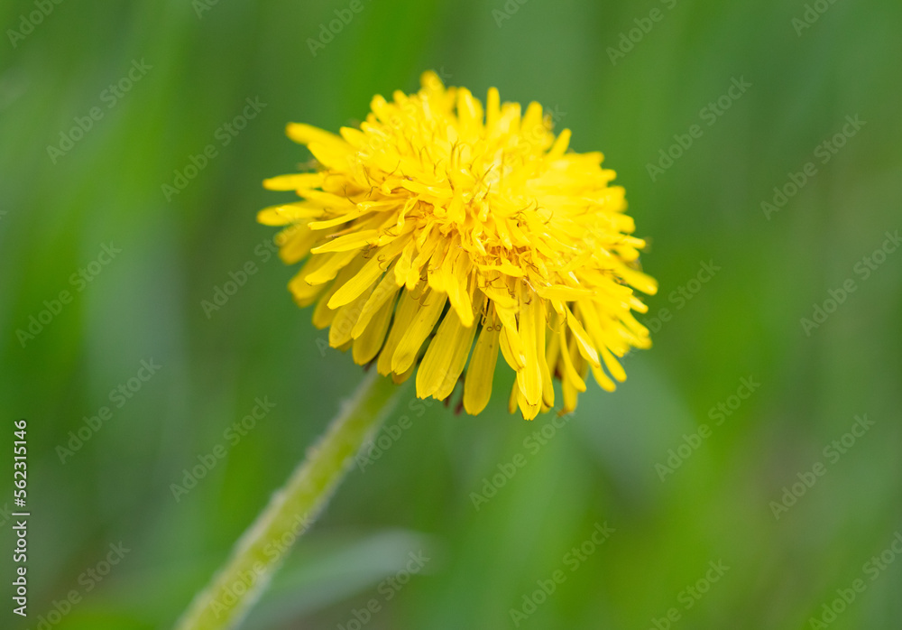 Yellow dandelion in the grass in spring. Yellow dandelion in the grass in spring.