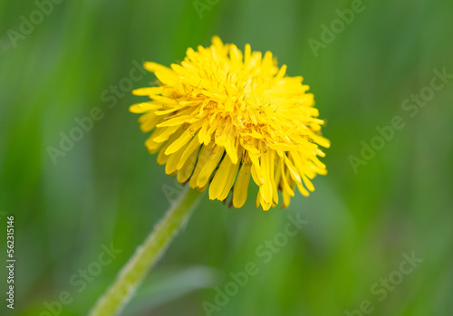 Yellow dandelion in the grass in spring.