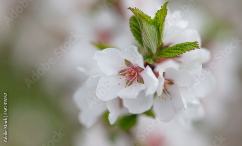 Fototapeta Naklejka Na Ścianę i Meble -  Flowers on a cherry tree in spring.