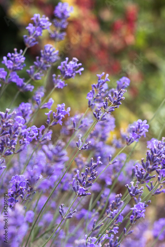 A bush of purple lavender grows and blooms in the garden. Floral background