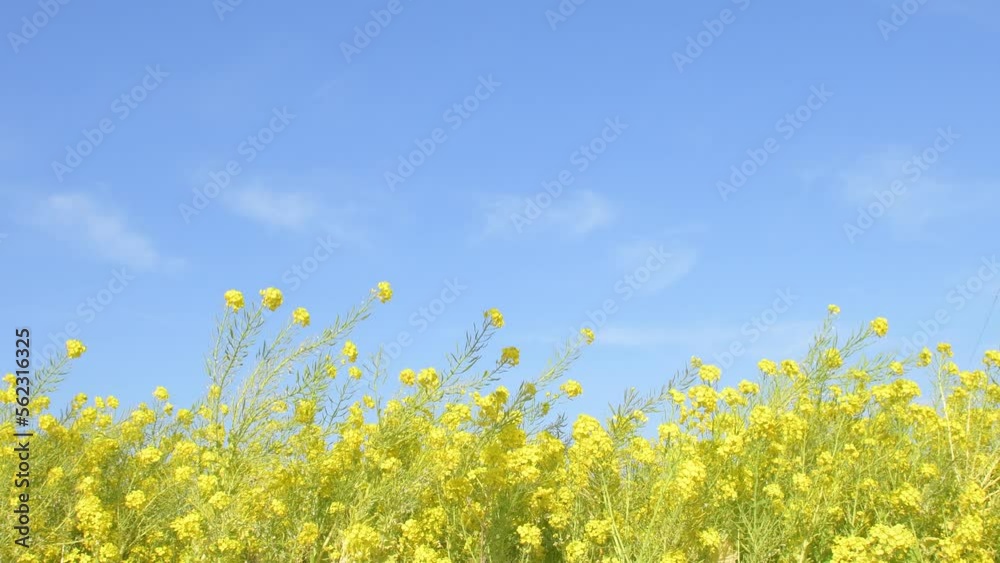 菜の花畑 さわやかな青空
菜の花畑 さわやかな青空