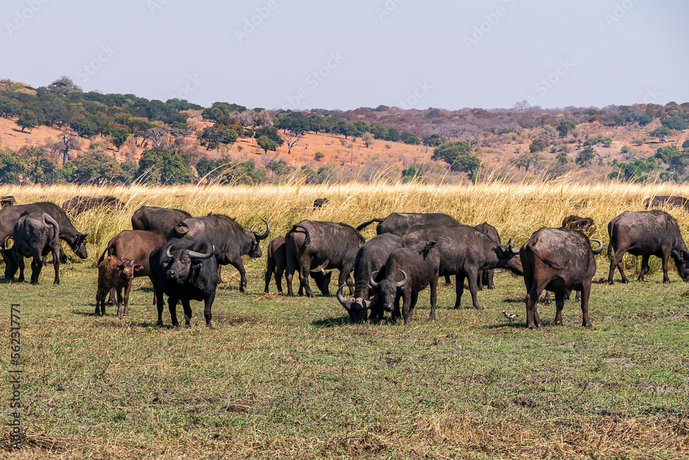 Buffalo grazing in a savannah in Chobe National Park.