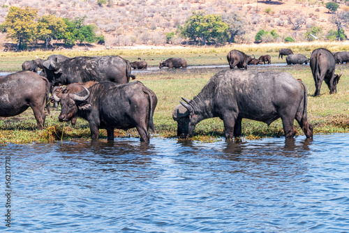 Buffaloes at a watering hole in Chobe National Park.