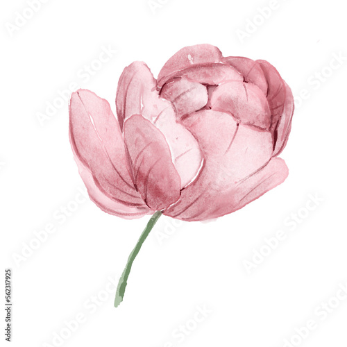 Pink flower, watercolor hand drawing. Digital illustration isolated on white background.