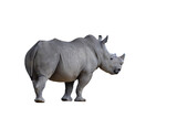 Rhinoceros isolated on transparent background png file	