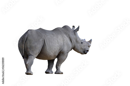 Rhinoceros isolated on transparent background png file	