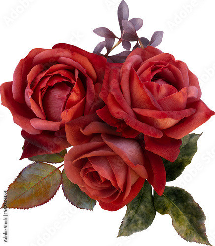 Fototapeta Naklejka Na Ścianę i Meble -  Red roses isolated on a transparent background. Png file.  Floral arrangement, bouquet of garden flowers. Can be used for invitations, greeting, wedding card.