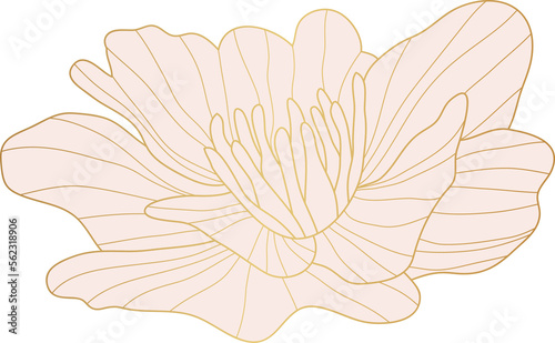 Wild rose flower gold line art