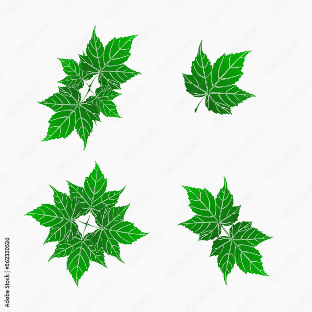interesting variety of green leaf shapes interesting variety of green leaf shapes