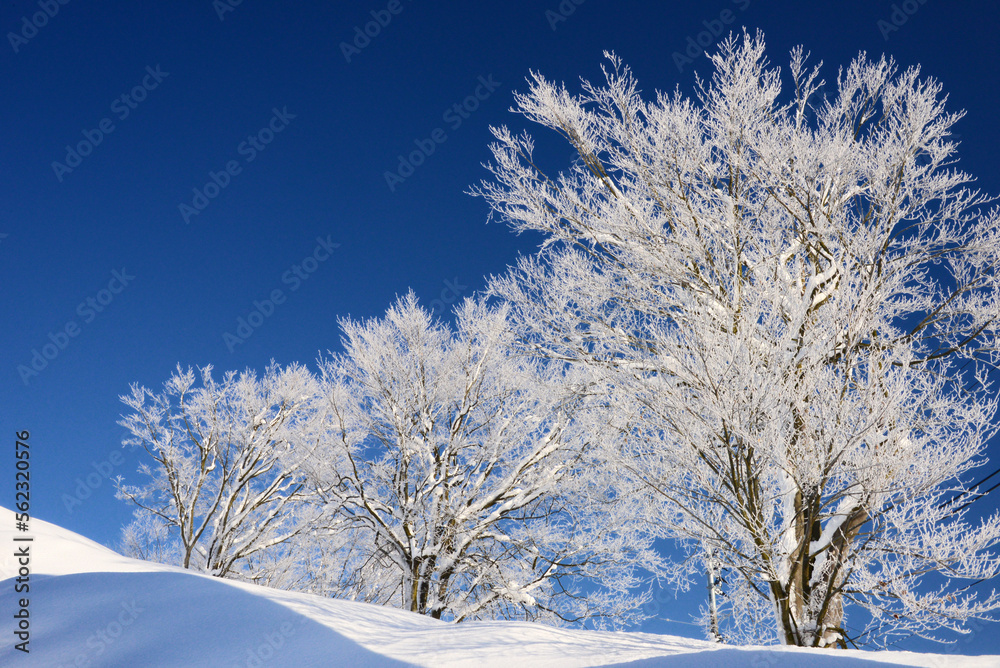 凍てる朝の樹氷が青空に輝く