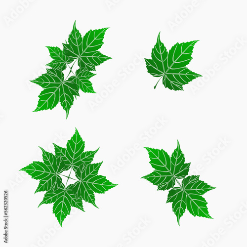  interesting variety of green leaf shapes