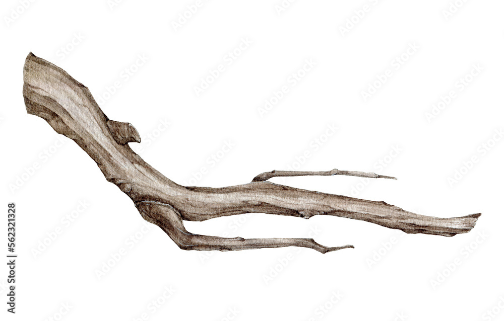Tree dry branch hand drawn watercolor illustration. Botanical tree stick element. Dry stick natural decoration. Big tree beautiful curved branch element isolated on white background. - obrazy, fototapety, plakaty 