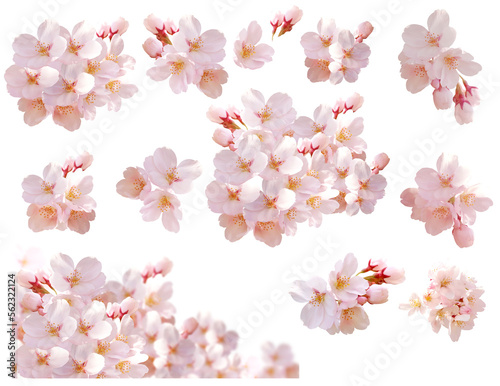 Obraz na płótnie 桜の花　背景透過、パス付き