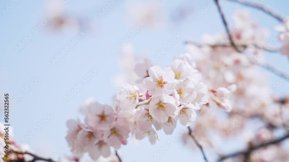 Cherry blossomes concept. Japanese sakura. Hanami. Cherry blossomes concept. Japanese sakura. Hanami.