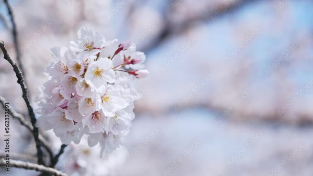 満開の桜 花見 満開の桜 花見