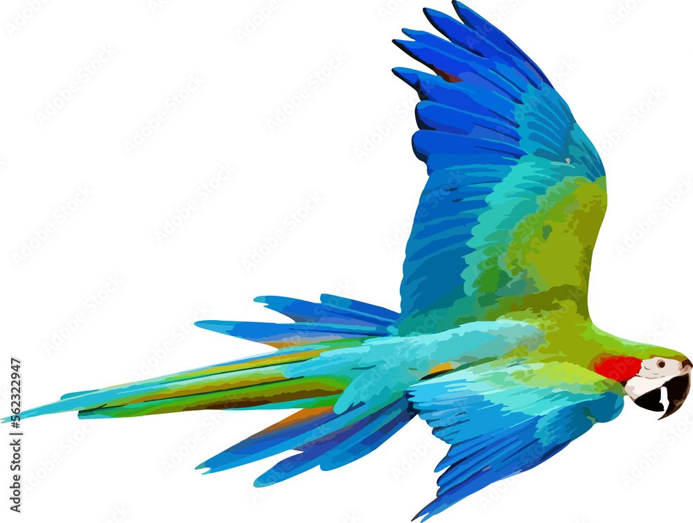 Fototapeta premium Colorful Harlequin macaw flying isolated on transparent background. Illustrations png file