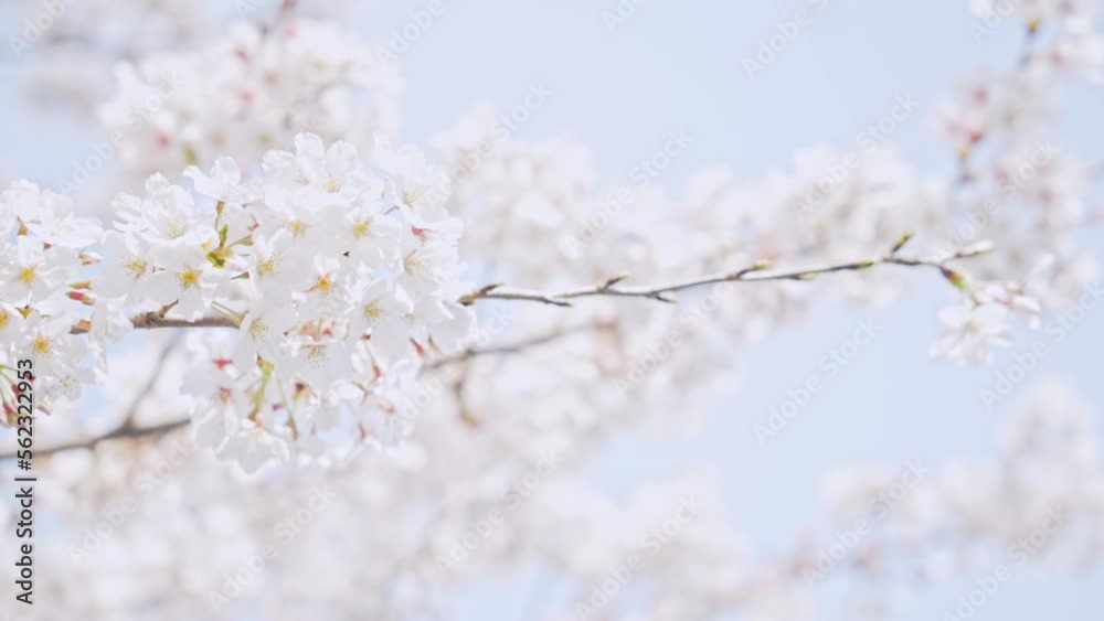 満開の桜　花見