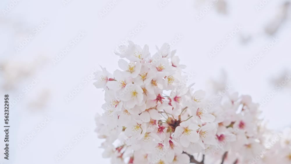 満開の桜 花見 満開の桜 花見